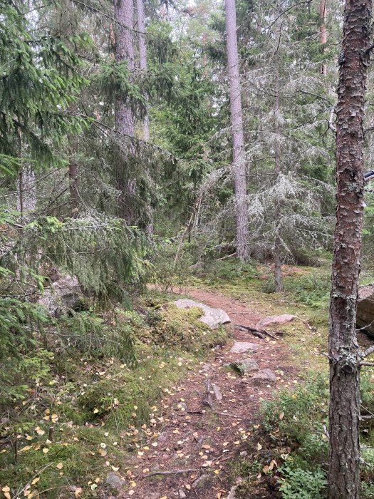 Stig i en tätfylld skog med barrträd, stenar och löv på marken, skapar en naturnära känsla.