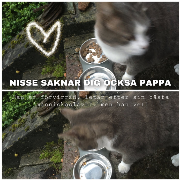 En katt vid mat- och vattenskålar med texten "Nisse saknar dig också pappa" och ett hjärta.