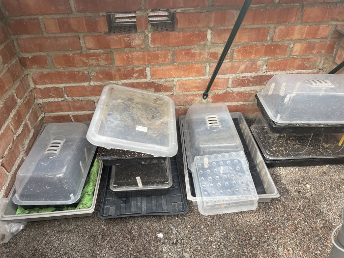 Frötråg med olika bladgrönsaker och ärter ställda utomhus för sådd under skördetid.