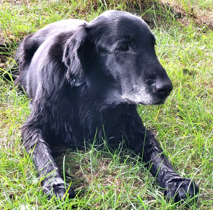 Svart hund liggande i gräset, ser eftertänksam ut.