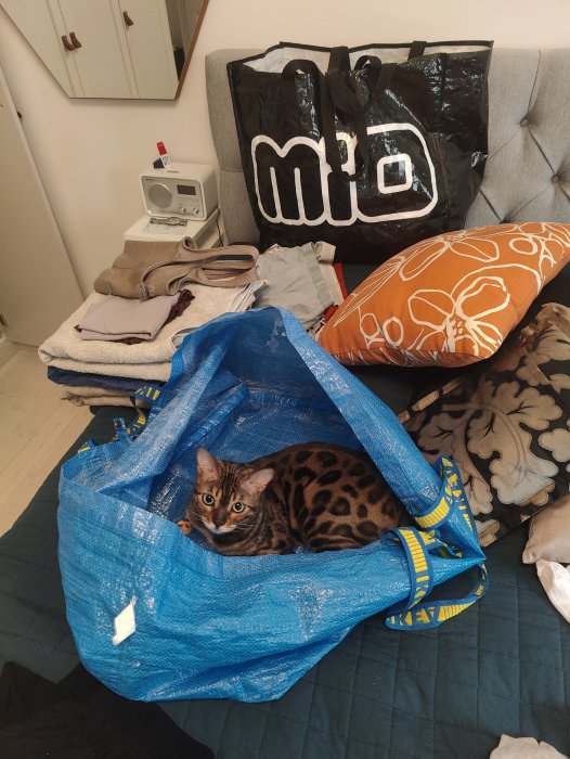 Katt sitter i en blå IKEA-kasse omgiven av tvätt och en tvättpåse.