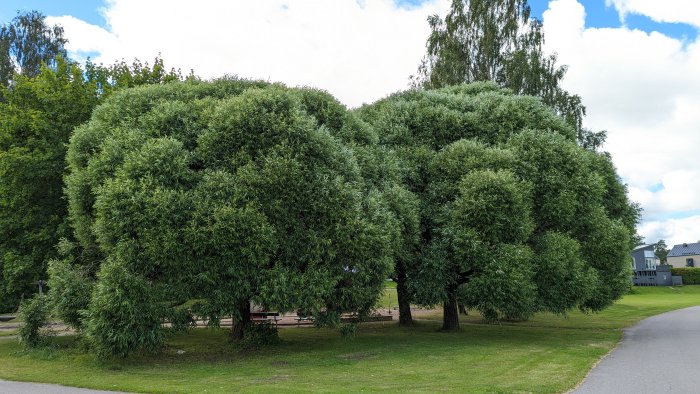 Lummiga träd längs en gångväg med en bänk och hus i bakgrunden.