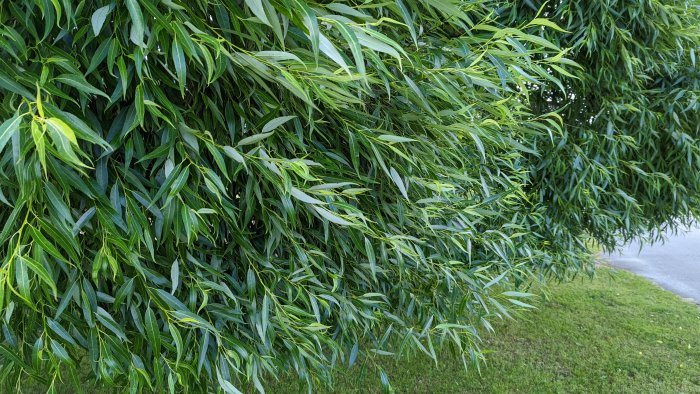 Tät grönskande pilträd hänger över gräsbelagd mark vid en stig.