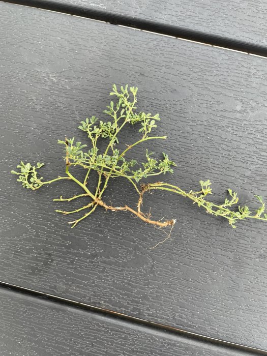 Örtartad växt med gröna blad och rötter mot mörk bakgrund, problematiskt ogräs i trädgård.