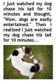 Hund som snurrar försöker fånga sin egen svans på gräsmattan.