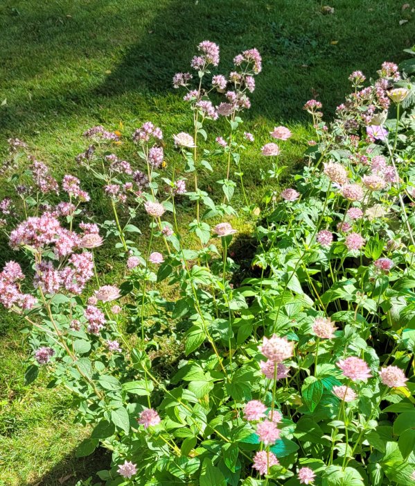 Rosa blommande växter i en trädgård med frodigt grönt lövverk och gräsmatta i bakgrunden.