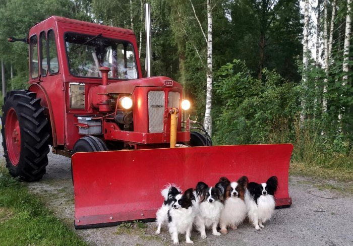 En röd traktor med snöblad framför fyra poserande hundar på en grusväg omgiven av vegetation.