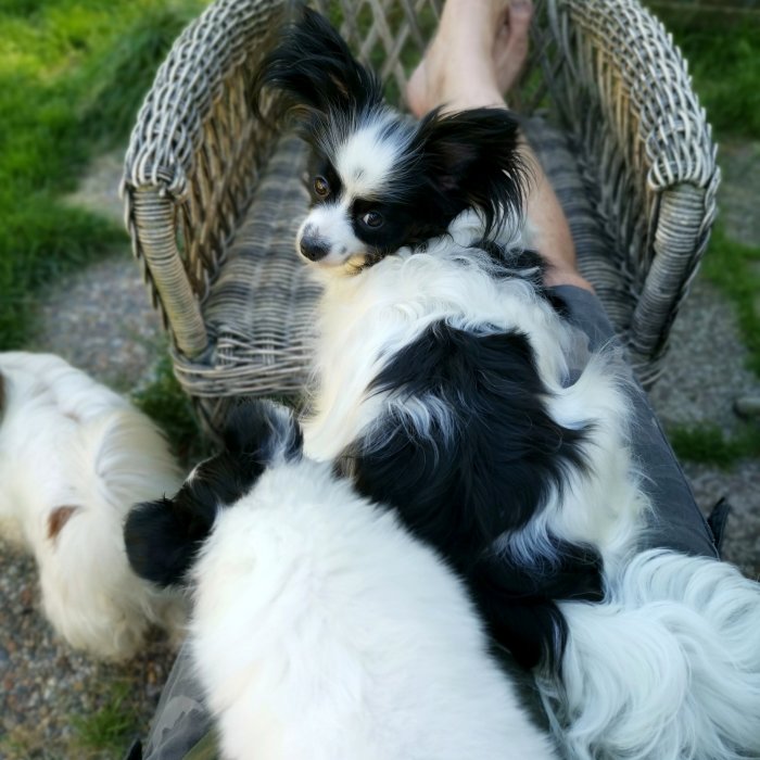 Svartvit papillonhund i famnen på någon som sitter i en rottingstol utomhus.