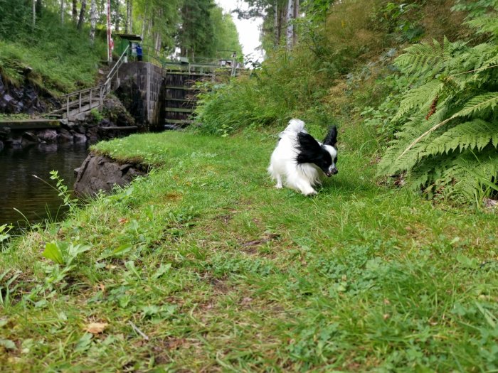 Svartvit hund leker i grönt gräs nära en skogsbekk och slusskonstruktion.