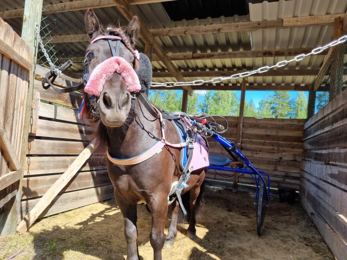 En brun ponny i sele med travvagn bakom sig, står i ett stall under dagtid.