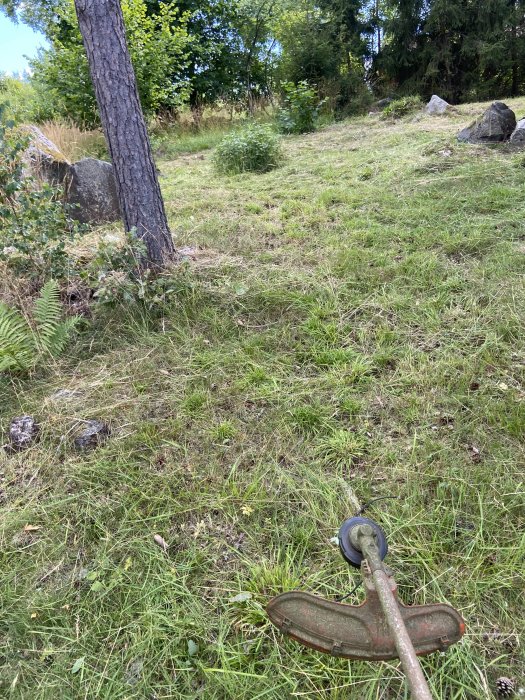 Grästrimmer på en ojämn gräsmatta med en tall och stenar i bakgrunden.