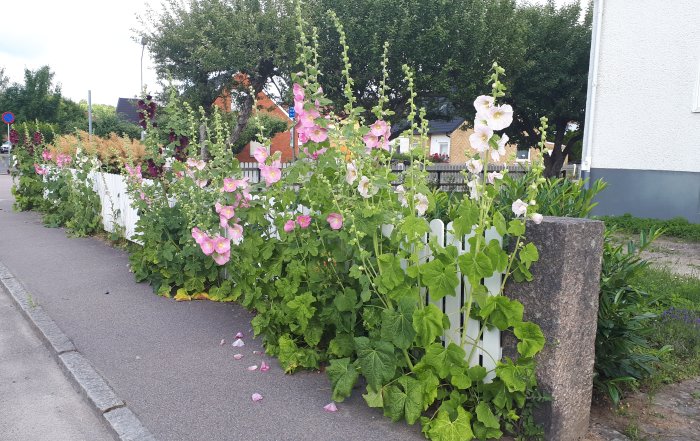 Blomstrande trädgård med stockrosor och gröna växter längs en vit staket och en gata.