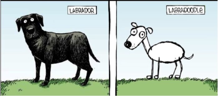 Illustration av en labrador och en labradoodle där labradoren är realistisk och labradoodlen är humoristisk och enkelt tecknad.