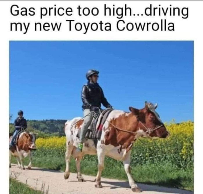 Person rider på ko längs en väg med humoristiskt anspelning på en "Toyota Cowrolla".