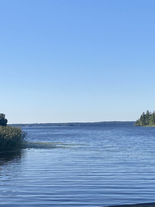 Bild av en lugn sjö med vegetation i förgrunden och skog på båda sidor under en klar himmel.