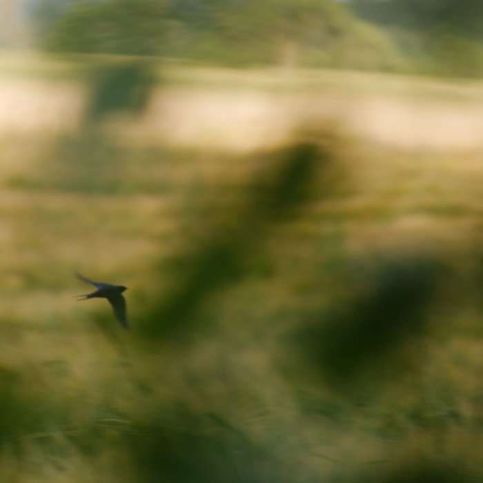 Suddig bild av en svirrande ladusvala i solljus på en sommargård, med gröna träd i bakgrunden.