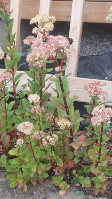 Humlor pollinerar blommande kärleksört vid träkonstruktion och grus.