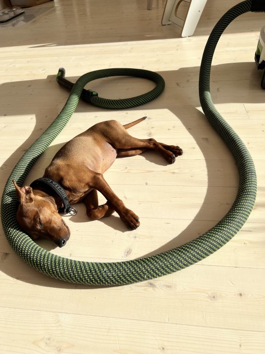 Hund sover omgiven av en grön CTL36 dammsugarslang i solbelyst rum.