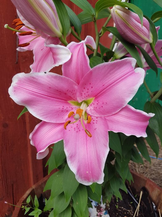 Blommande rosa lilja med öppen blomma och knoppar mot röd bakgrund.