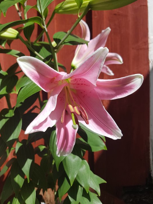 Blommande rosa liljor med gröna blad i solljus mot en röd träbakgrund.