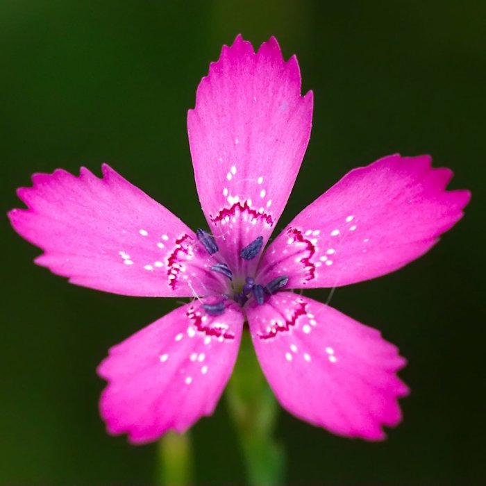 Närbild av en självlysande rosa backnejlika med distinkta vita prickar och mörkt center.