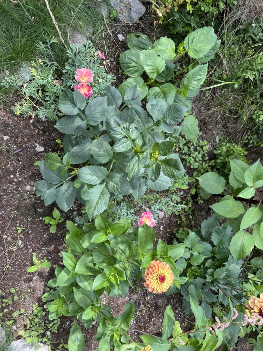 En rabatt med blommor inklusive en rosa Sömntuta, lila Zinnia och en gul-orange dahlia i förgrunden.