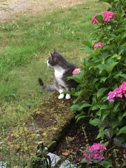 Katt sitter bredvid blommande buske i en trädgård och ser åt sidan.