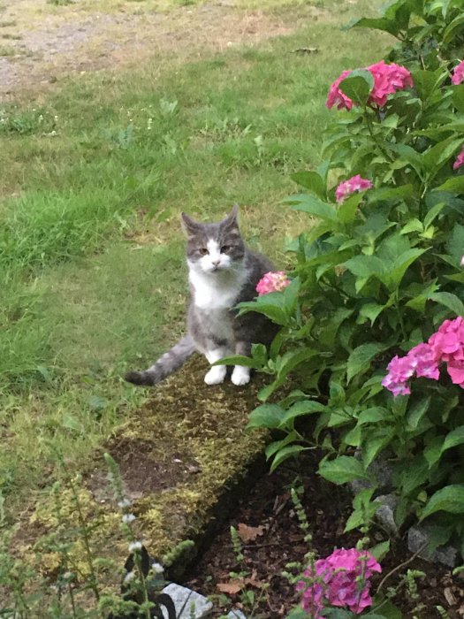 Grå och vit katt sitter bredvid rosbuske ute på landet.