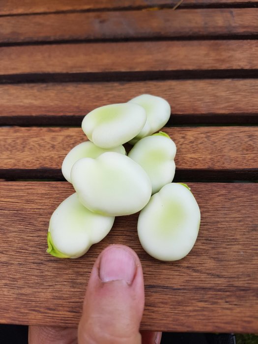 Storstorlek bondbönor på träunderlag med en tumme för jämförelse.