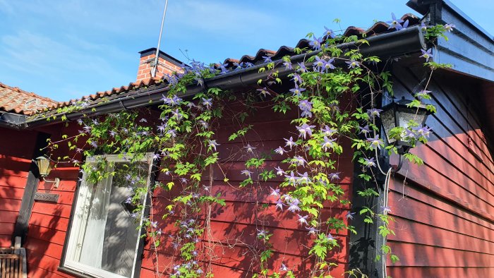 Röd trähusvägg med klematis klättrande över fönster och takränna, under solig himmel.