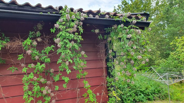 Rödmålat trähus delvis övertäckt av klängväxter och vissnade blommor med en torkställning framför.