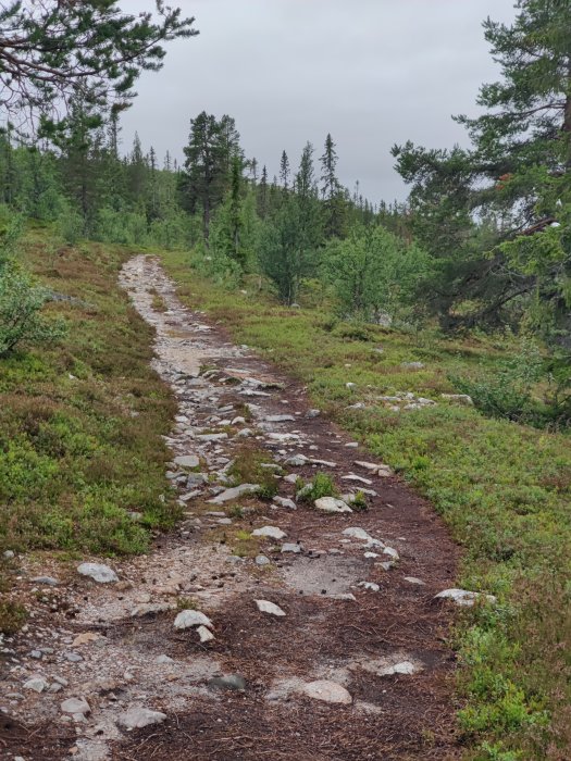 Stenlagd stig genom en granskog i dimmigt landskap.