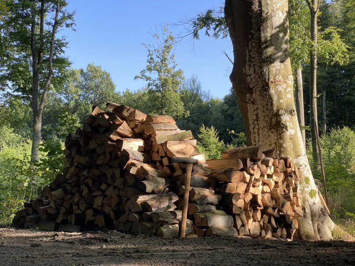 Vedstapel intill träd i skogsmiljö under dagtid.