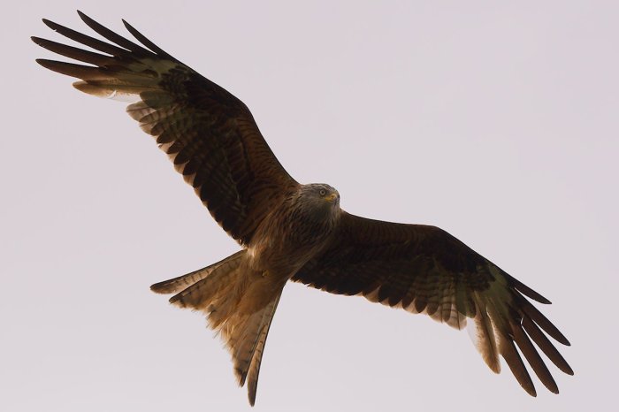 Röd glada (Milvus milvus) seglar med utbredda vingar mot en ljus himmel.