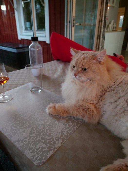 Fluffig orangefärgad katt ligger avslappnad på ett bord bredvid ett vattenglas och ett vinglas.