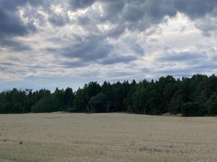 Molnig himmel över ett gulbrunt fält med skogslinje i bakgrunden.