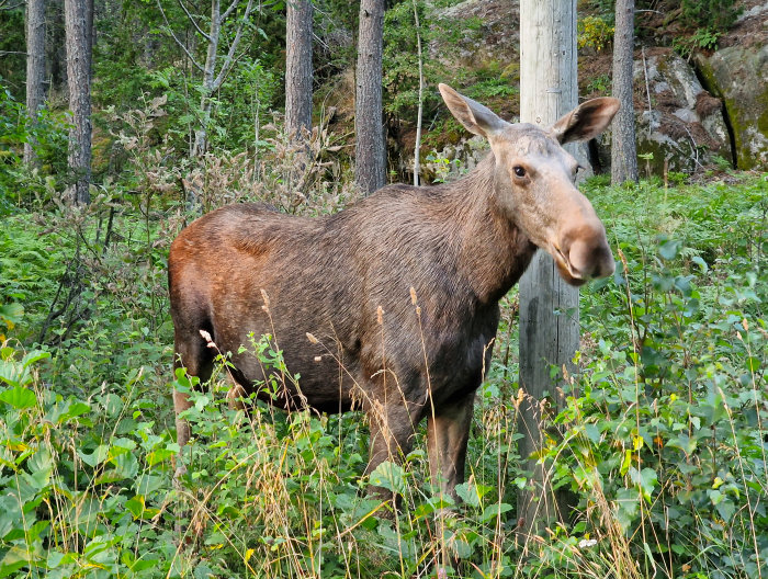En älg som står i skogen bland gröna buskar och ser mot kameran.