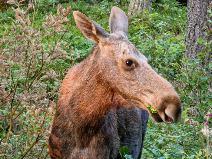 Närbild av en älg som äter gröna växter i skogen.