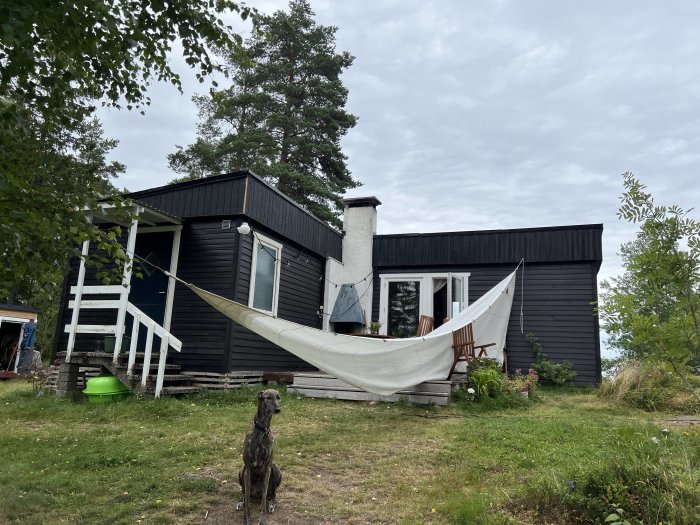 Ett svartmålat hus med vit veranda, hängmatta och en hund framför på en sommardag.