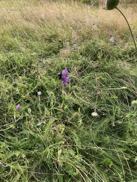 Del av en gräsmatta med högt gräs, olika växter och blommor, samt en humla på en blomma.