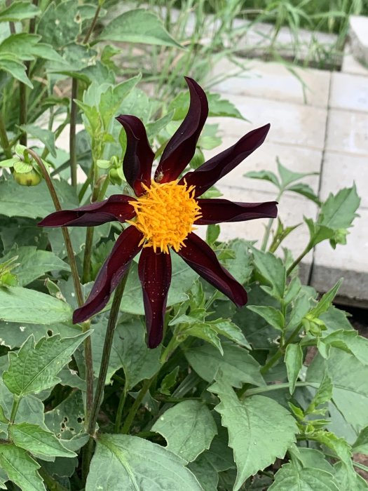 Mörkröd dahlia med spetsiga kronblad och lysande gul mitt står i en trädgård med gröna blad och stenplattor i bakgrunden.