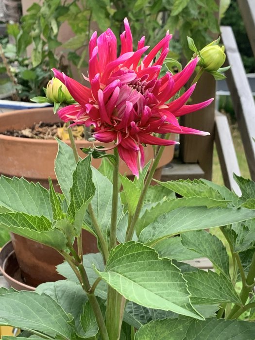 Rosa dahlia i blom med knoppar och gröna löv, framför krukor och trädäck.