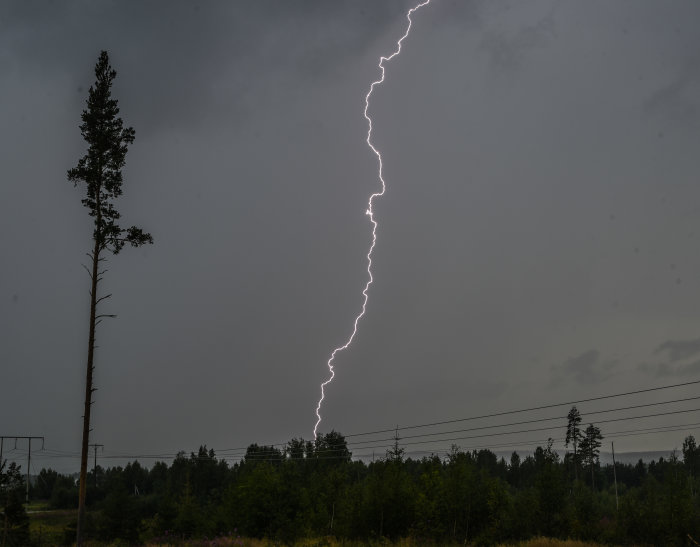 Blixt fångad i ett oväderslandskap nära ett träd och kraftledningar.