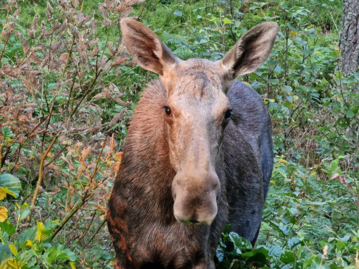 Närbild av en älg som tittar in i kameran i en skogsmiljö.