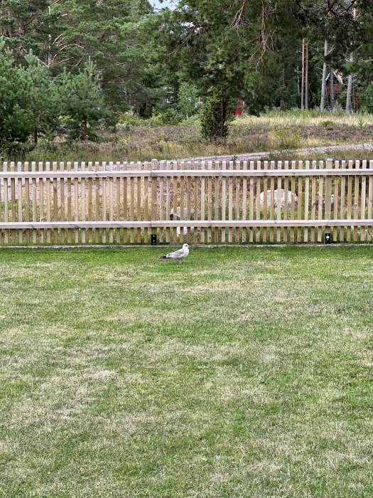 En ensam mås på en gräsmatta framför ett trästaket med skog i bakgrunden.