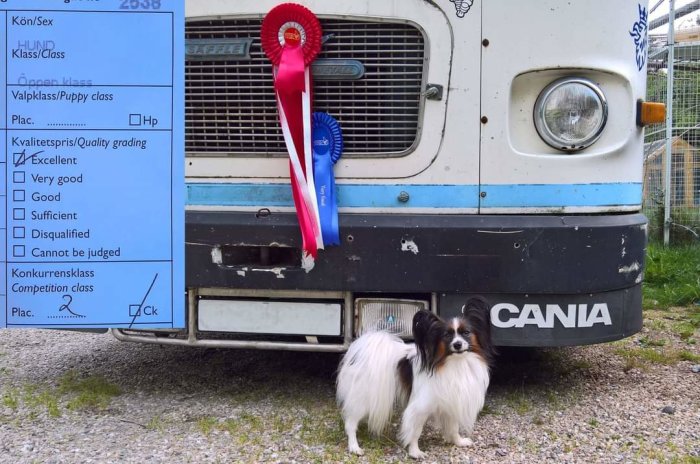 Hund framför gammal husbuss med vinnarband från hundutställning.