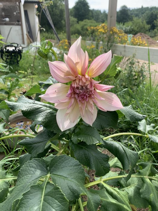 En utslagen rosa dahlia med gröna löv i en trädgård, eventuellt sorten Verone's Obsidian eller Samourai.