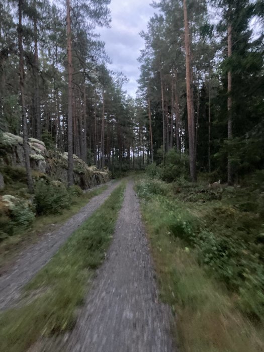 Grusväg som slingrar sig genom en skog med höga träd vid skymningen.