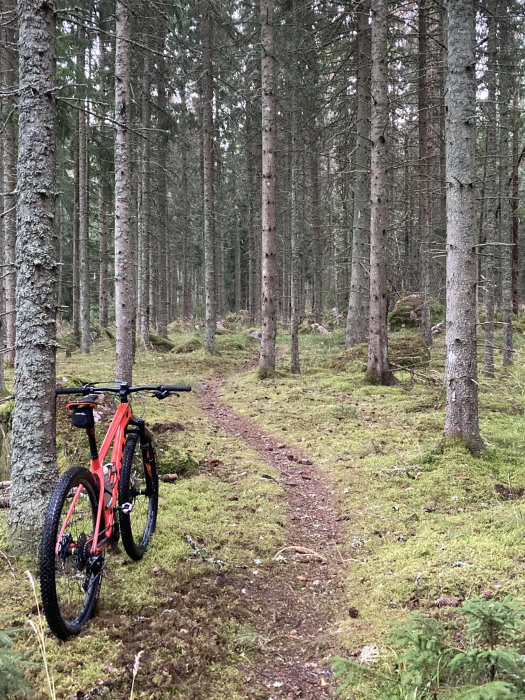 Orange mountainbike lutad mot ett träd i en skog längs en smal stig.