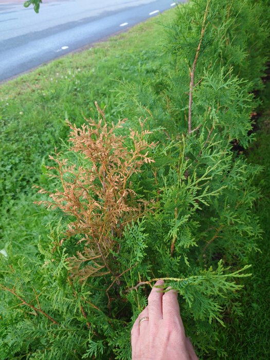 Thuja med bruna partier under äppelträd, hand pekar på skadad gren.